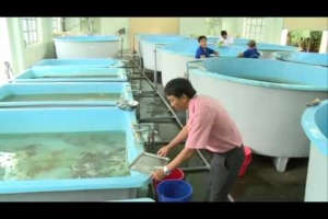 Máy làm lạnh nước hồ cá