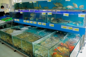 Máy làm lạnh nước hồ cá